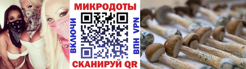 Купить Кимры Псилоцибиновые грибы Cubensis